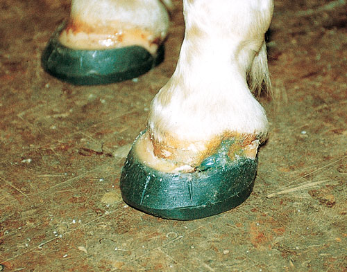 After the adhesive application cover the crack with silicon so that the heat of reaction of the two components doesn’t have a negative effect on the hoof.