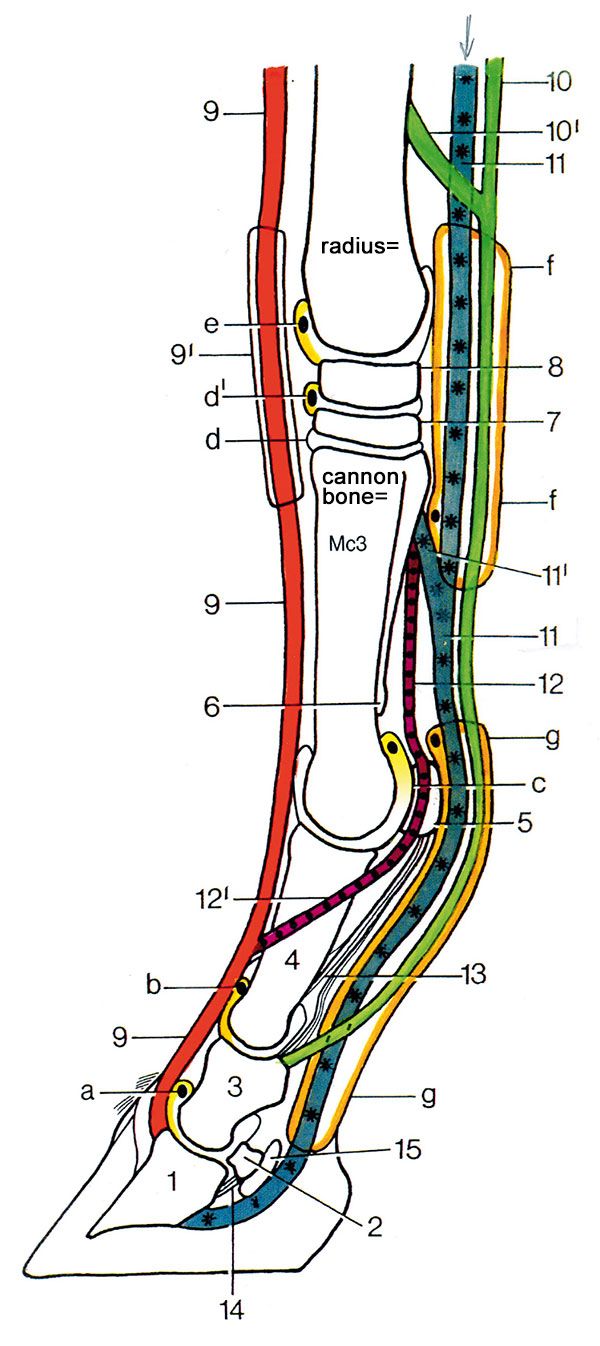Anatomy of the distal limb