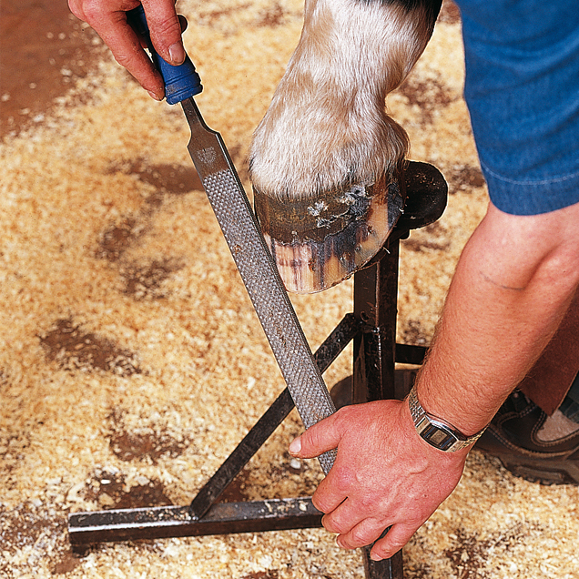 1. Cleaning the hoof wall