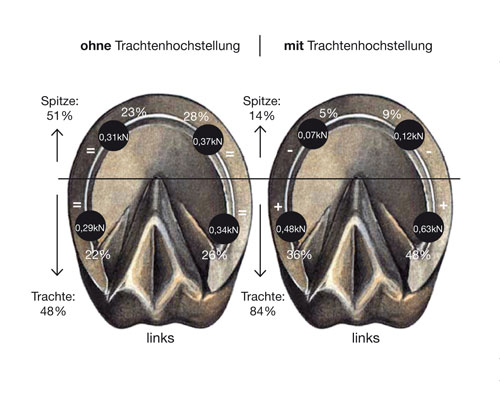 Physikalische Auswirkung der Trachtenhochstellung am Huf des Pferdes