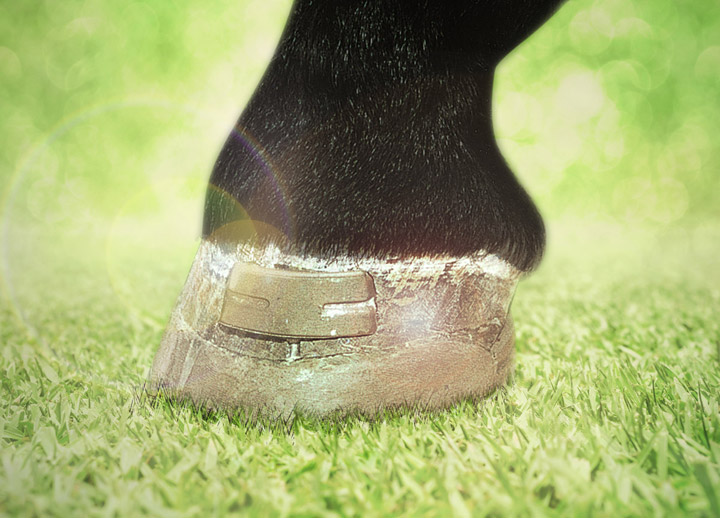 Sample application: Sandcrack plaster with hoofshoe