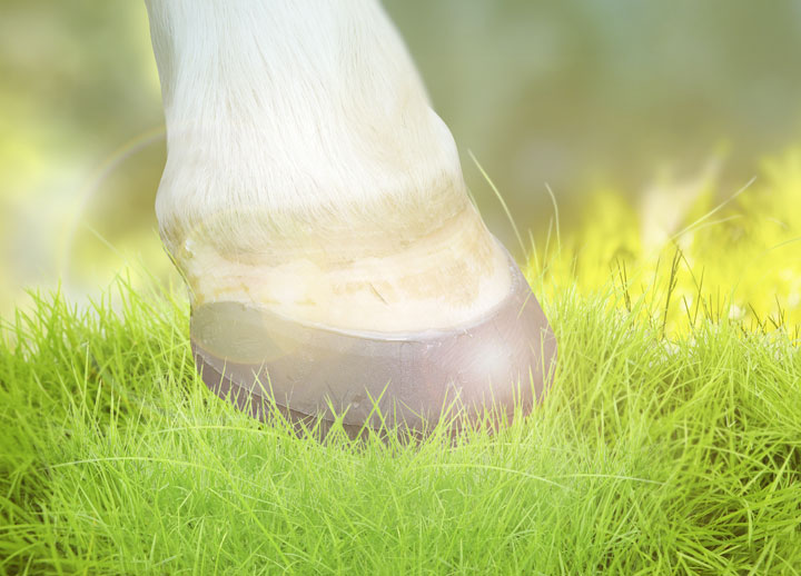 Angeklebter Dallmer Hufschuh mit T-Bügel